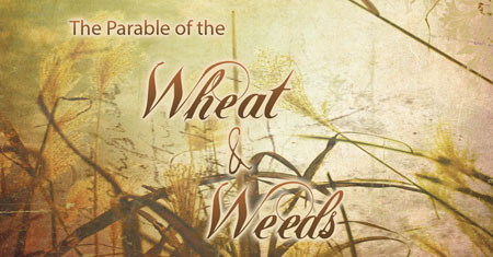 The Parable of Wheat and Weeds | Daily Bible Readings